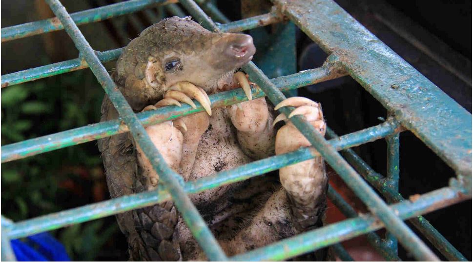 Pangolin im Käfig (© Arief Budi Kusuma/shutterstock.com)